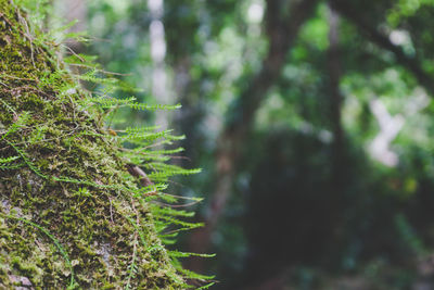 Close-up of plant growing on tree trunk