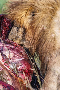 Close-up of a dog