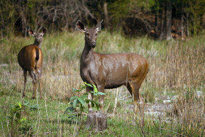 Deer standing in a field