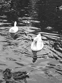 View of birds in water