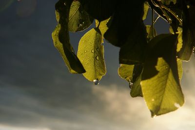 Close-up of fresh green leaves against sky