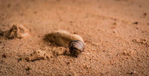 Close-up of shell on sand