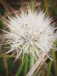 Close-up of white dandelion flower