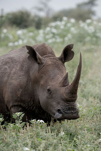 Close-up of elephant on field