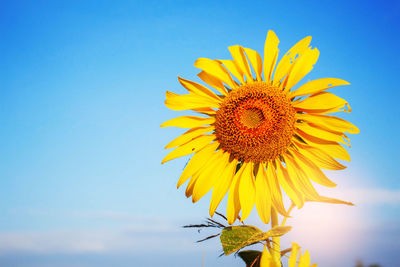 Low angle view of sunflower against clear sky