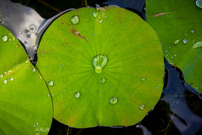 Close-up of leaves on leaf