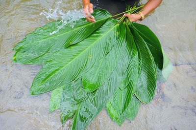 green