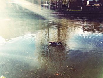 Reflection of trees in water
