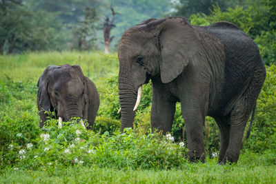 Elephants standing by trees in forest