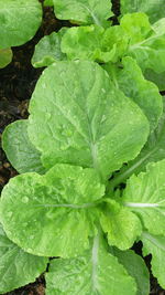 Full frame shot of wet leaves