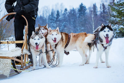 Dogs sled in winter day