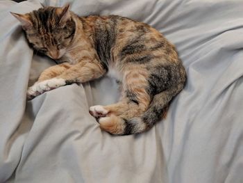 High angle view of cat sleeping on bed