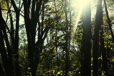 Low angle view of trees in forest