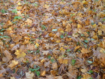 High angle view of maple leaves on road