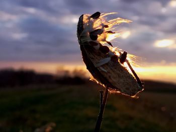 Close-up of crab on field during sunset