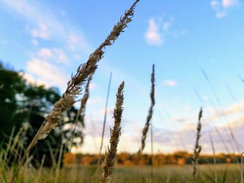 Close-up of fresh plants on field against sky