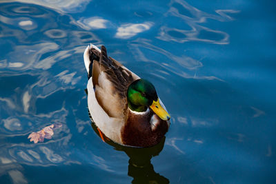 A mallard duck at the lake