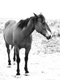 Close-up of horse standing outdoors