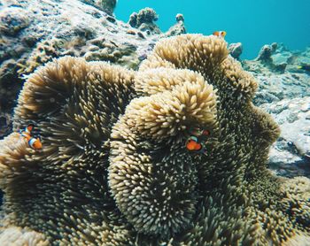 Close-up of coral in sea