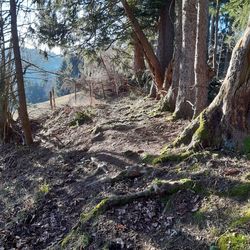 Trees growing in forest