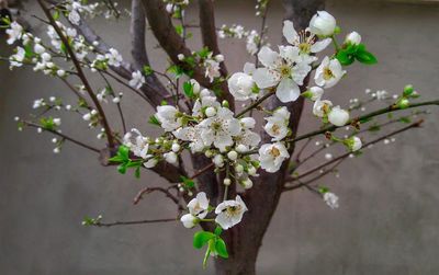 Close-up of white cherry blossom tree