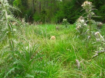 Grass in a field