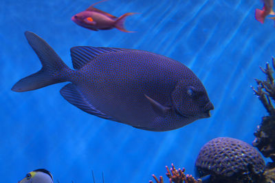 Close-up of fish swimming in sea