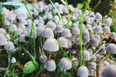 Close-up of mushrooms with blade of grass