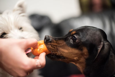 Cropped hand feeding dog