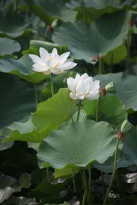 Close-up of flowers