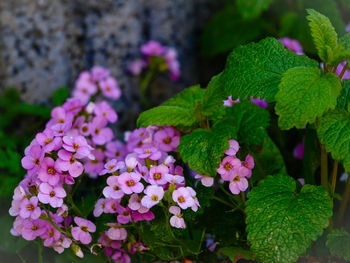 Close-up of pink flower