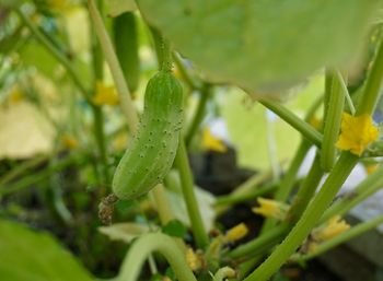 Close-up of water drops on flowering plant