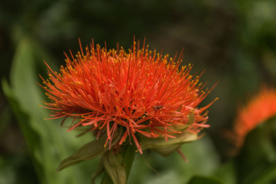 Close-up of red flowering plant