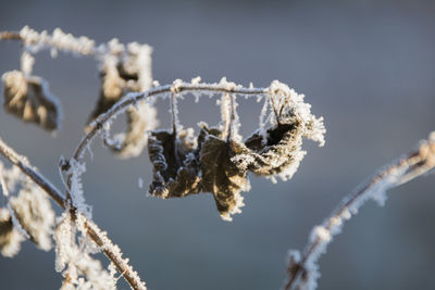 Close-up of frozen plant