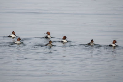 Ducks swimming in lake