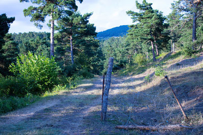 Scenic view of road amidst trees against sky