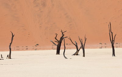 View of sand dunes in desert