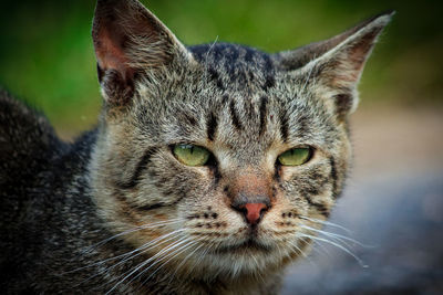 Close-up portrait of a cat