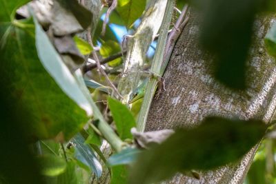 Close-up of insect on plant