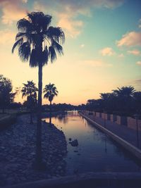 Palm trees at sunset