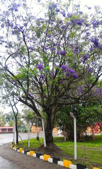 Blossoming tree growing in park