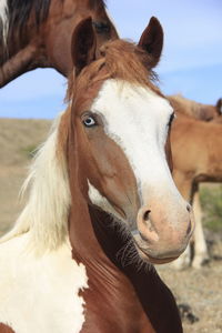 Close-up portrait of a horse