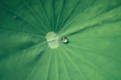 Full frame shot of water drops on leaf