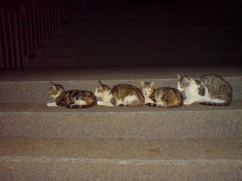 Cat resting on floor