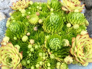 High angle view of flowers in market