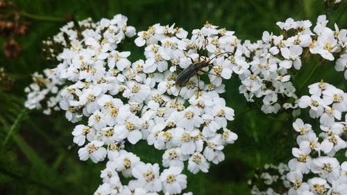 Close-up of white flowering plant