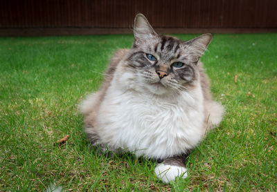 Portrait of cat on grass