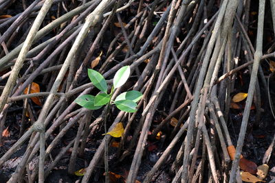 Close-up of plant growing outdoors