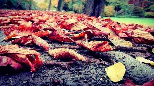 Close-up of autumn leaves on tree