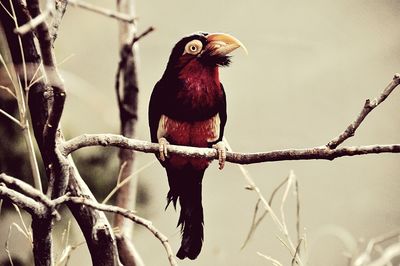 Close-up of bird perching on branch